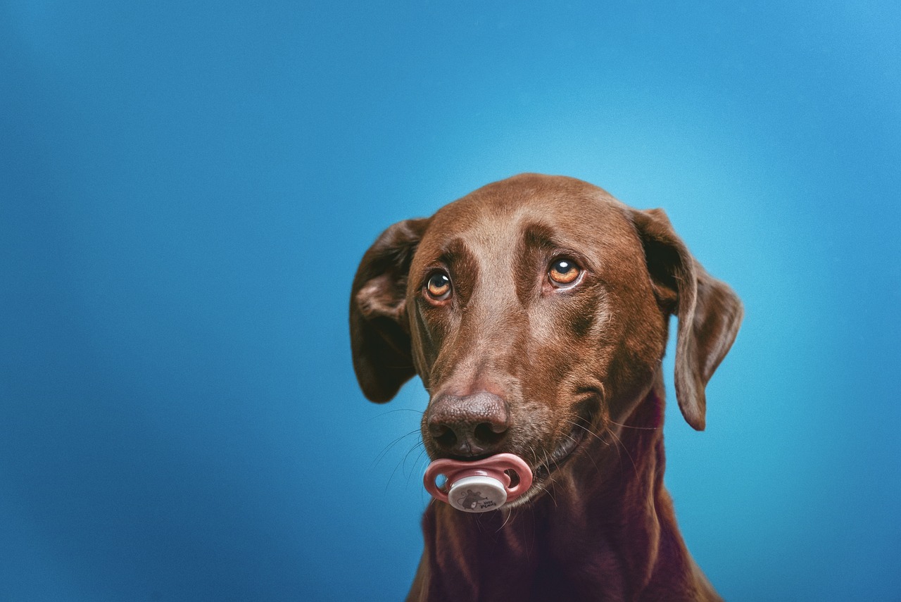 How to Draw a Realistic Dog: Step-By-Step Guide